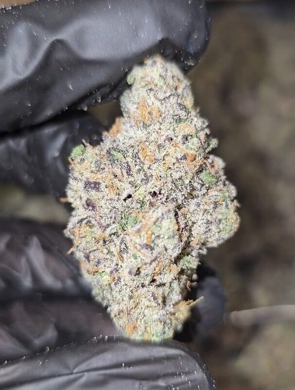 Apple   Gas  x   Unicorn   Poop   |   First   Cut   Exotics