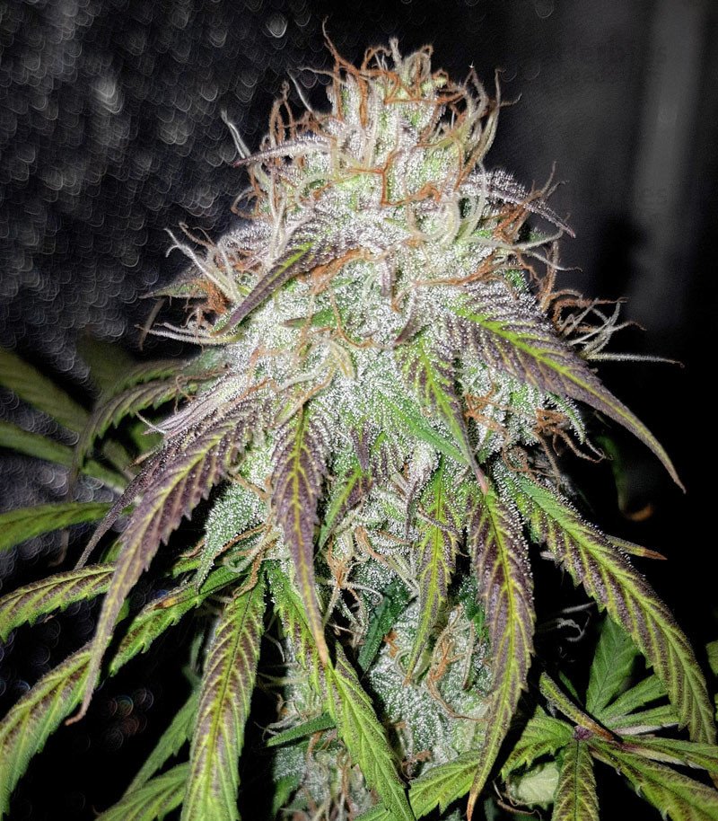 Blue Amnesia Strain