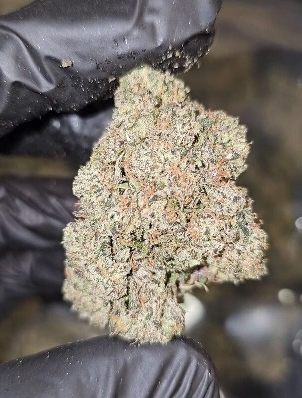 Blue   Toe   Jam   |   First   Cut   Exotics