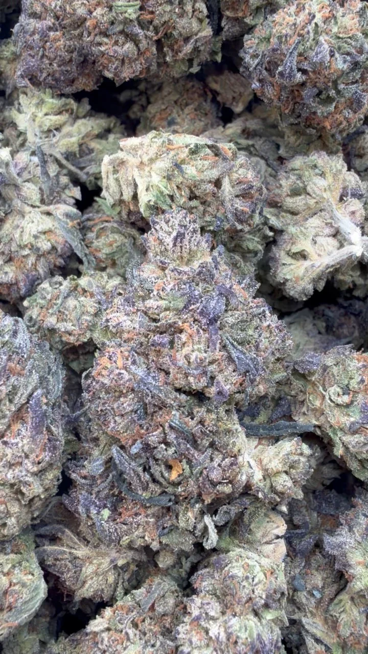 Cereal Milk – Hybrid – Wholesale