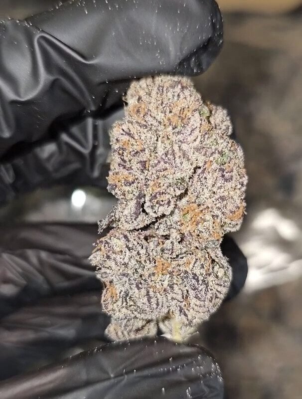 DOUBLE CHOCOLATE  |  FIRST CUT EXOTICS