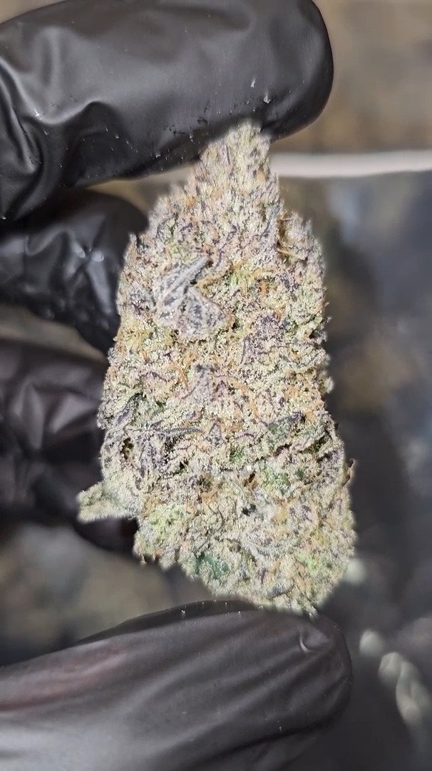 Grape Blunicorn | First Cut Exotics