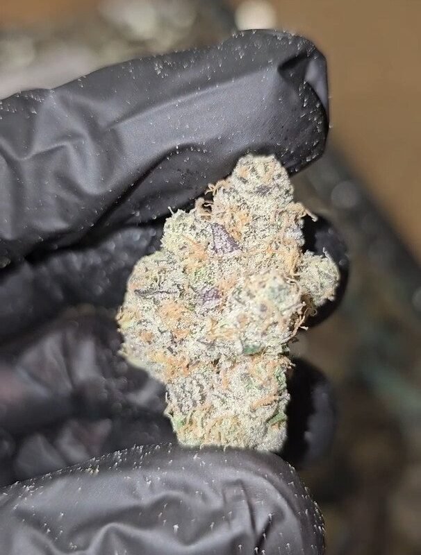 GARY PAYTON – FIRST CUT FLOWER