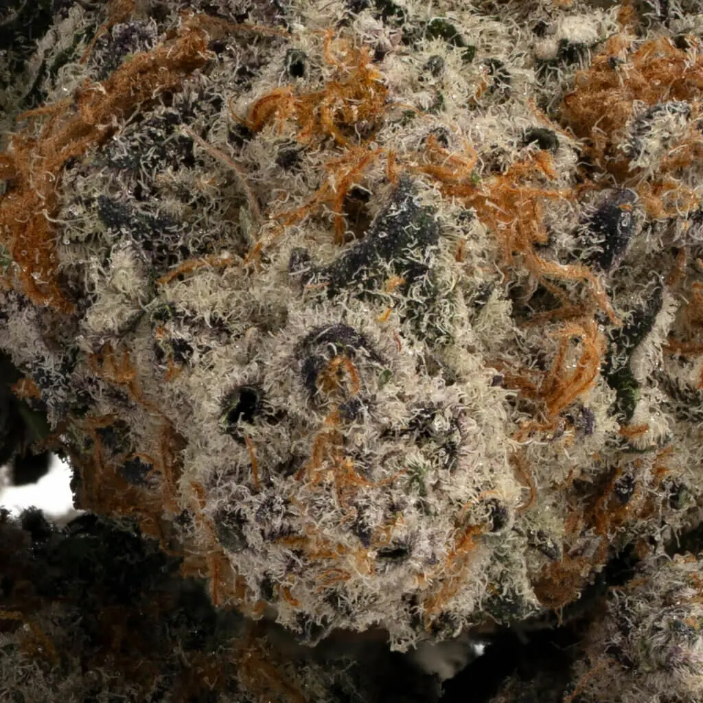 Hippy Crasher - Image 3