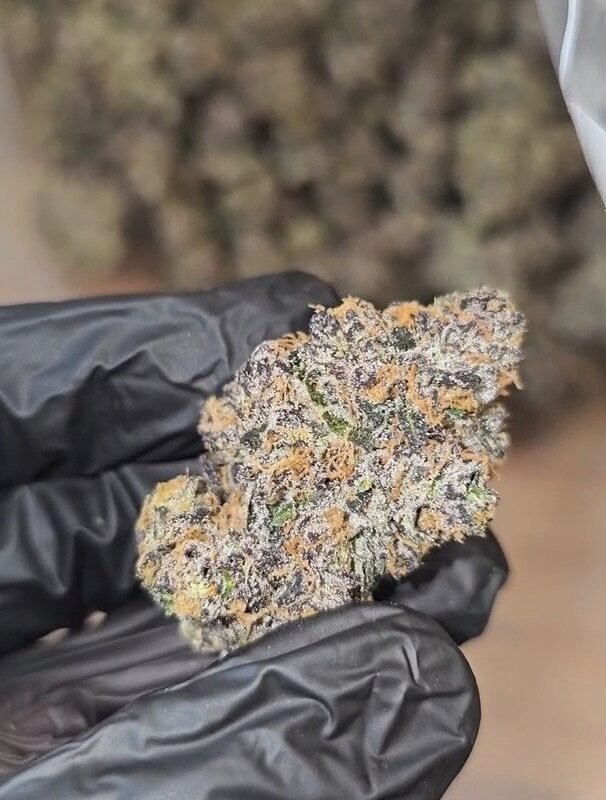 Beleafla’ Sherb – (Sunset Sherbet x Sour Diesel) Indoor – Exotics