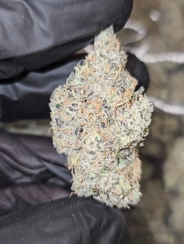 LEMON CHERRY MILK  –  FIRST CUT EXOTICS