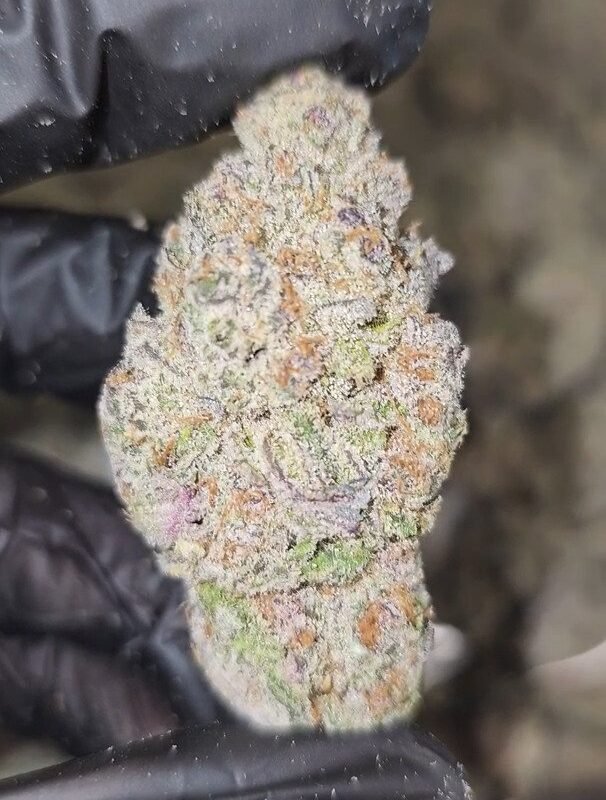 SUBZERO   |   FIRST CUT EXOTICS