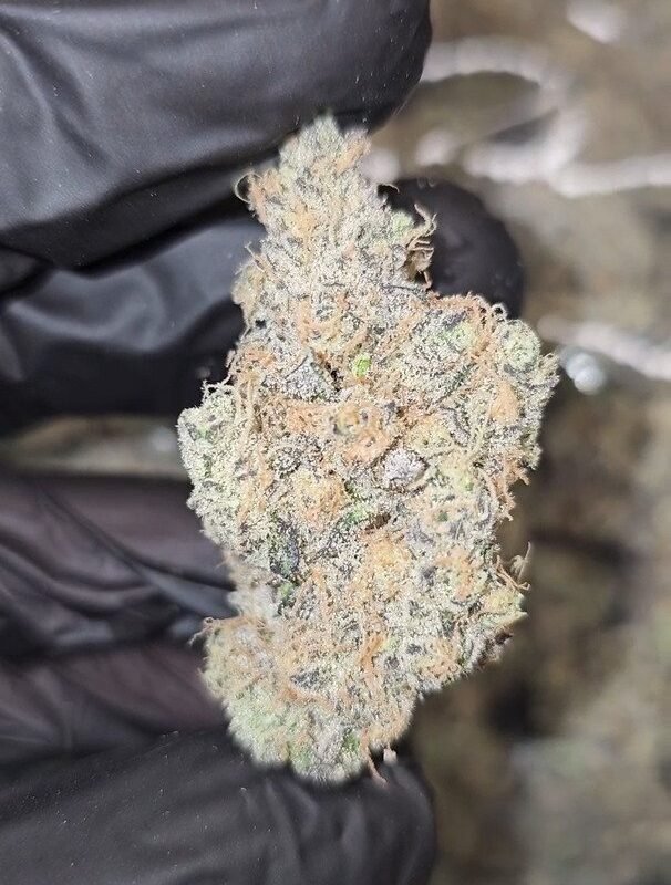 Yellow Zushi – Indoor – Exotics