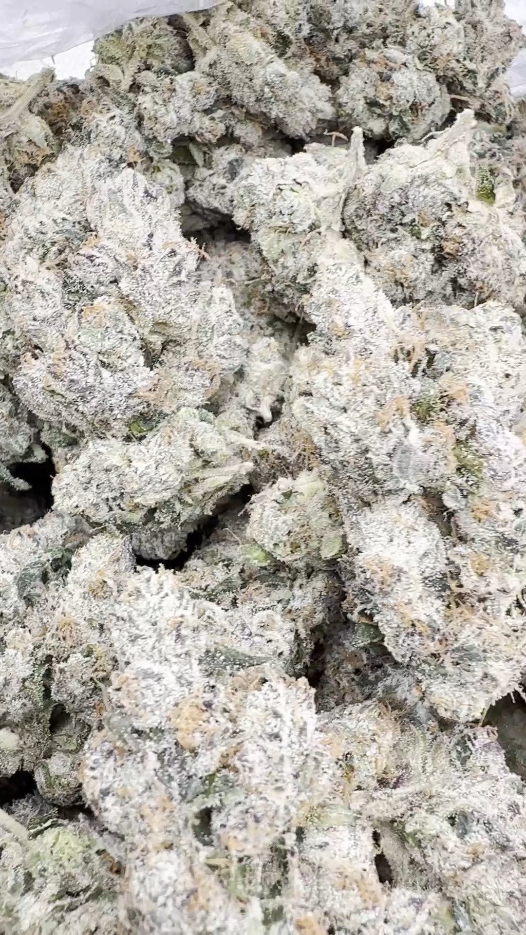 Indoor Exotic Black Magic – Indica – Wholesale