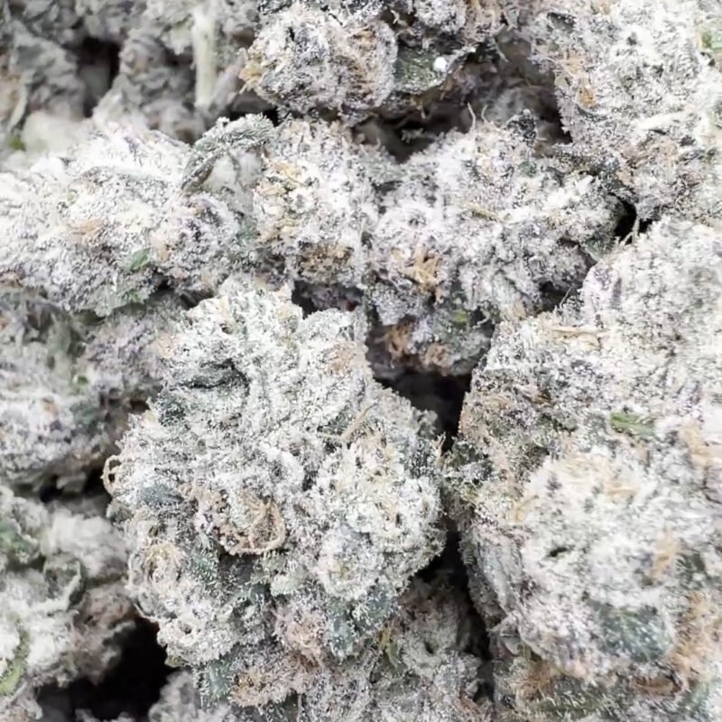 Indoor Exotic Dark Matter – Hybrid – Wholesale
