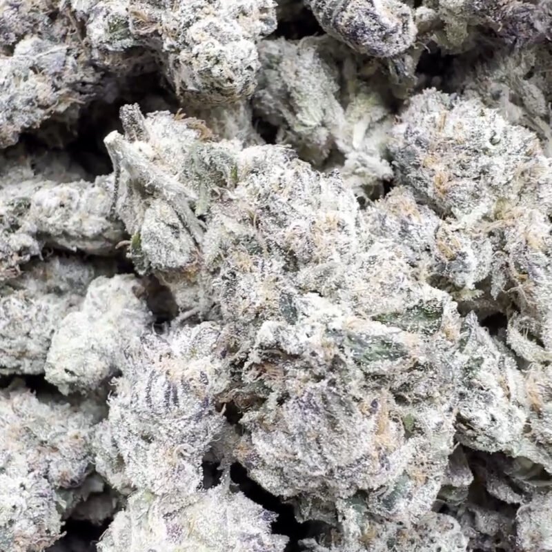 Indoor Exotic Don Murfos LCG – Hybrid – Wholesale