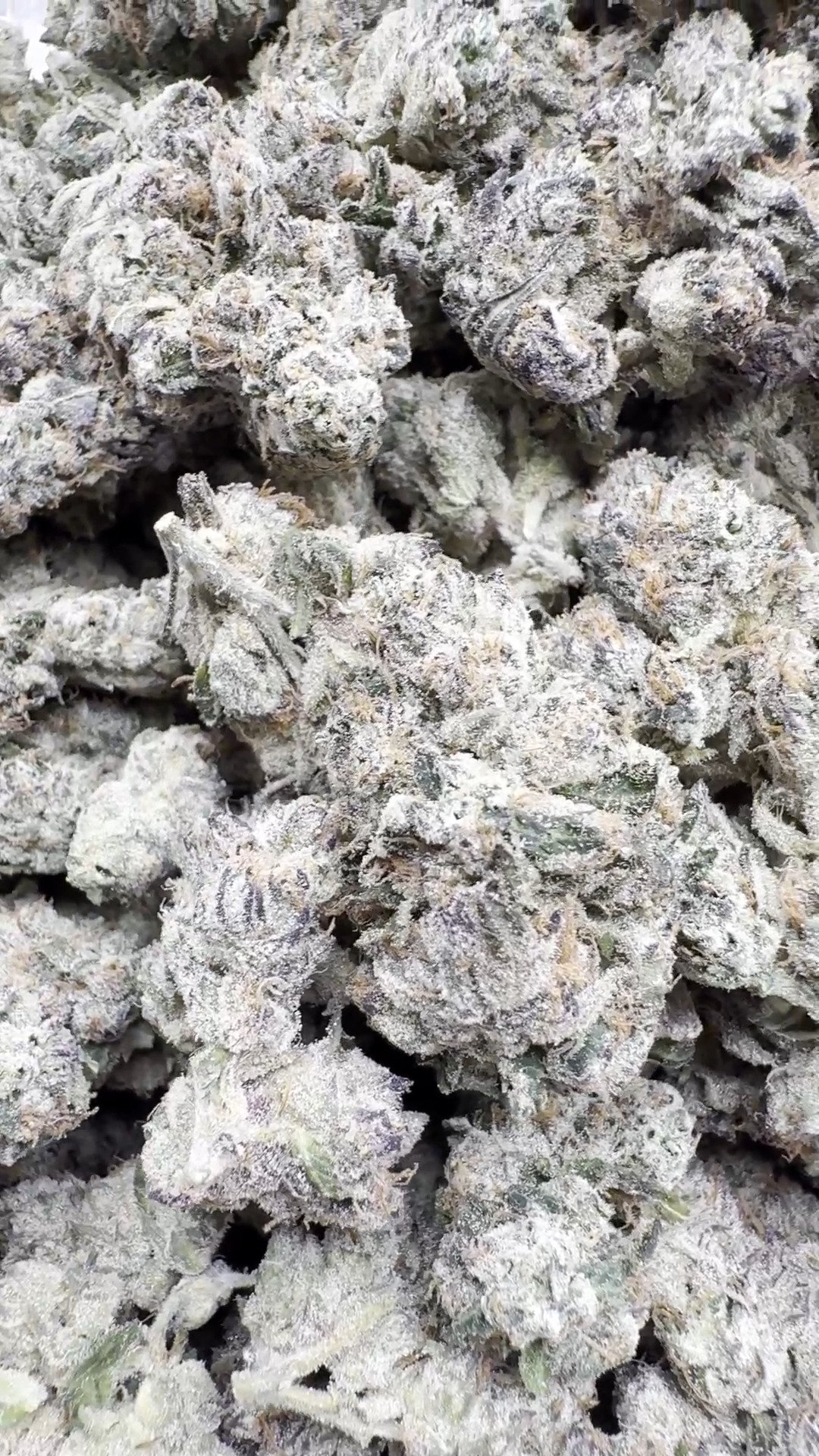 Indoor Exotic Don Murfos LCG – Hybrid – Wholesale