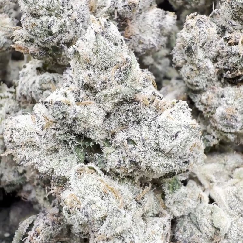 Indoor Exotic Limon Berry – Hybrid – Wholesale