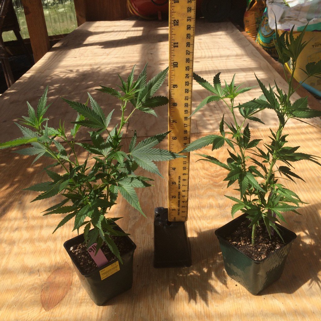 9 Pound Hammer Strain