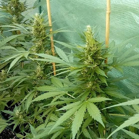 Acapulco Gold Strain