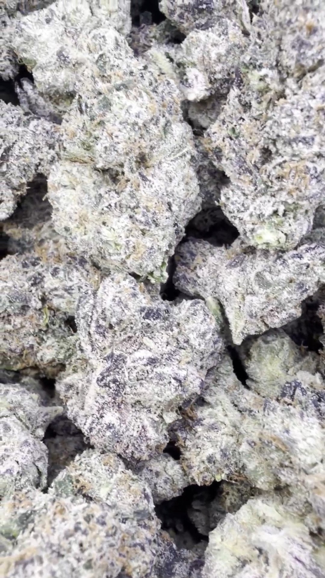 Indoor Exotic White Zkittlez – Hybrid – Wholesale