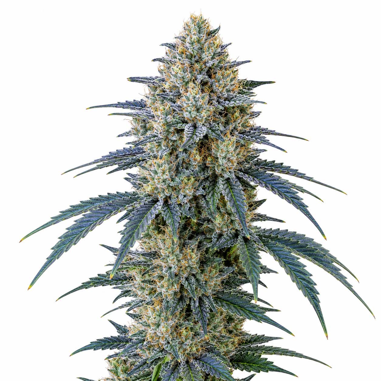 blue dream weed strain​