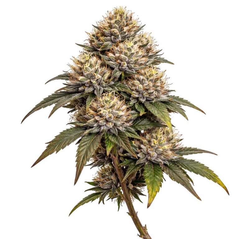 Bubba Kush Strain